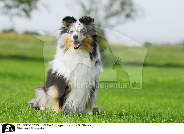 Shetland Sheepdog / SST-05755