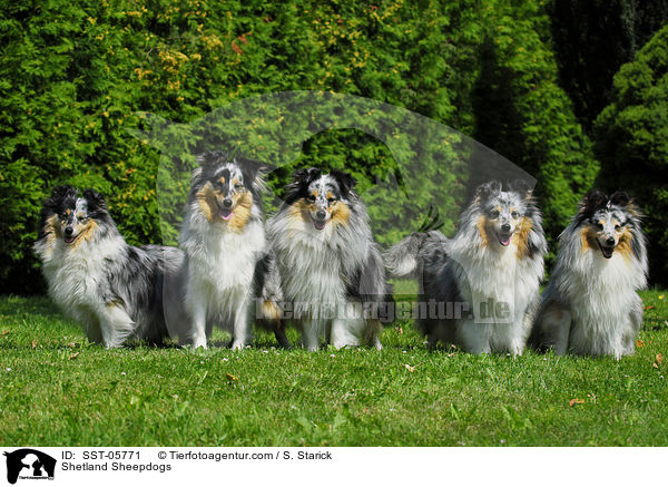 Shetland Sheepdogs / SST-05771