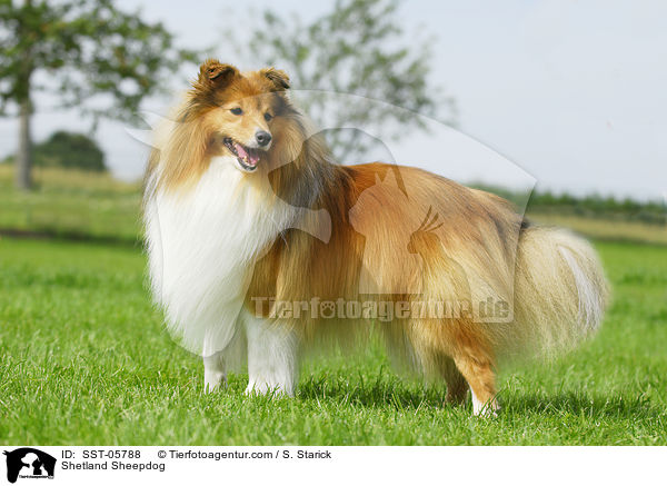 Sheltie / Shetland Sheepdog / SST-05788