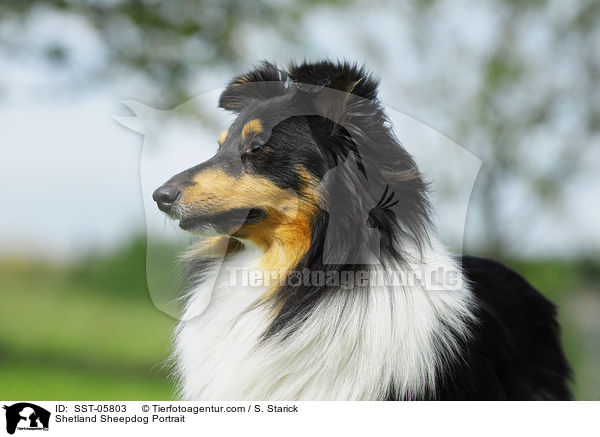 Sheltie Portrait / Shetland Sheepdog Portrait / SST-05803