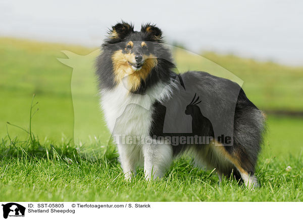 Sheltie / Shetland Sheepdog / SST-05805