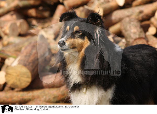 Sheltie Portrait / Shetland Sheepdog Portrait / DG-02302