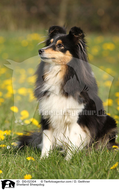 Shetland Sheepdog / DG-02304