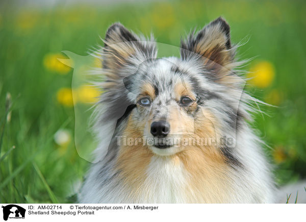 Sheltie Portrait / Shetland Sheepdog Portrait / AM-02714