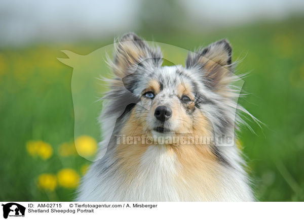 Sheltie Portrait / Shetland Sheepdog Portrait / AM-02715