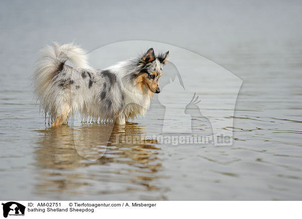 badender Sheltie / bathing Shetland Sheepdog / AM-02751