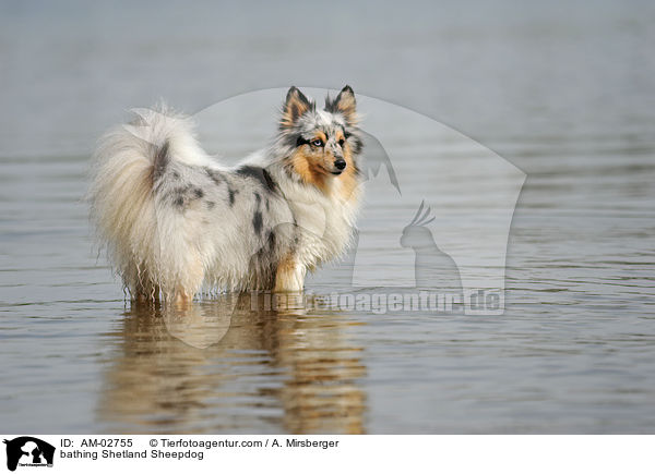 badender Sheltie / bathing Shetland Sheepdog / AM-02755