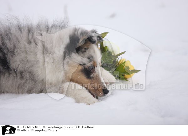 Sheltie Welpe / Shetland Sheepdog Puppy / DG-03216