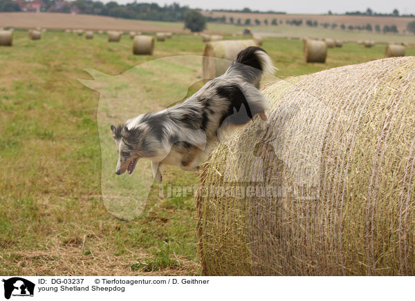 junger Sheltie / young Shetland Sheepdog / DG-03237