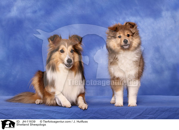 Shelties / Shetland Sheepdogs / JH-11639