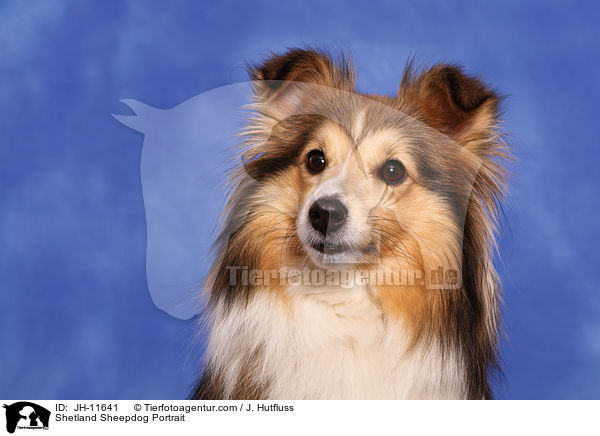 Sheltie Portrait / Shetland Sheepdog Portrait / JH-11641