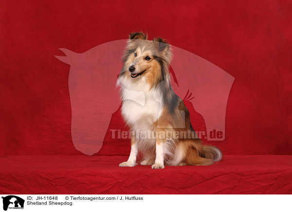 Sheltie / Shetland Sheepdog / JH-11648