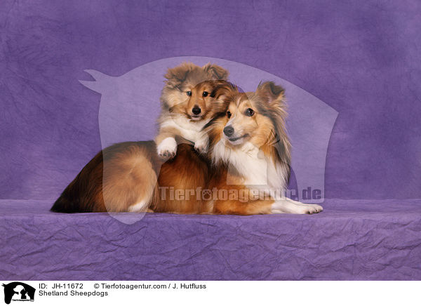 Shetland Sheepdogs / JH-11672