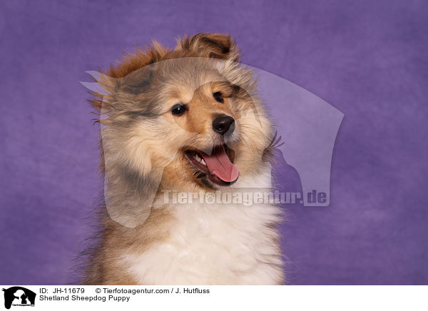 Sheltie Welpe / Shetland Sheepdog Puppy / JH-11679