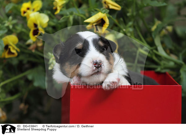 Sheltie Welpe / Shetland Sheepdog Puppy / DG-03841