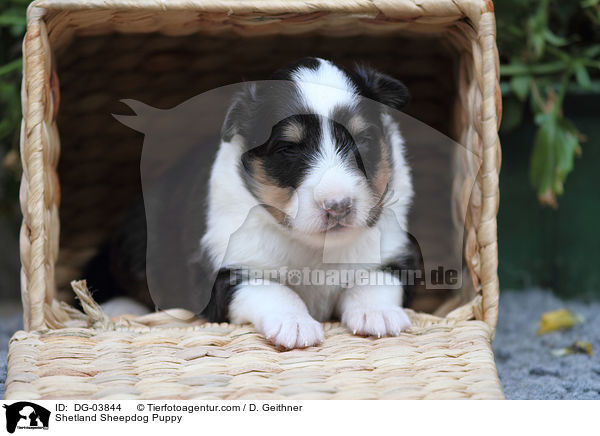 Sheltie Welpe / Shetland Sheepdog Puppy / DG-03844