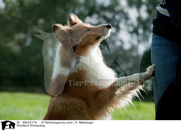 Sheltie / Shetland Sheepdog / AM-03119