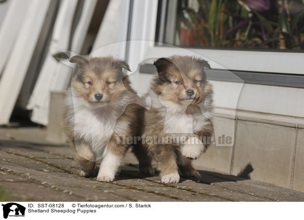 Sheltie Welpen / Shetland Sheepdog Puppies / SST-08128