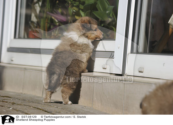 Sheltie Welpen / Shetland Sheepdog Puppies / SST-08129