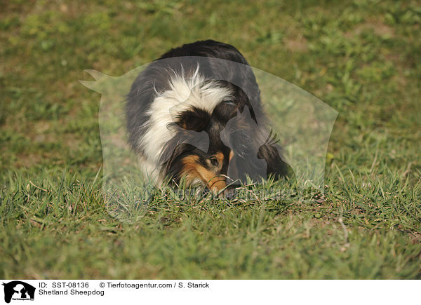 Sheltie / Shetland Sheepdog / SST-08136