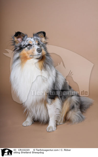 sitzender Sheltie / sitting Shetland Sheepdog / CR-02220