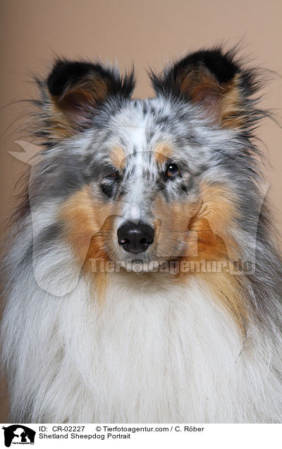 Sheltie Portrait / Shetland Sheepdog Portrait / CR-02227