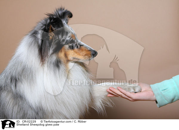 Sheltie gibt Pftchen / Shetland Sheepdog gives paw / CR-02229