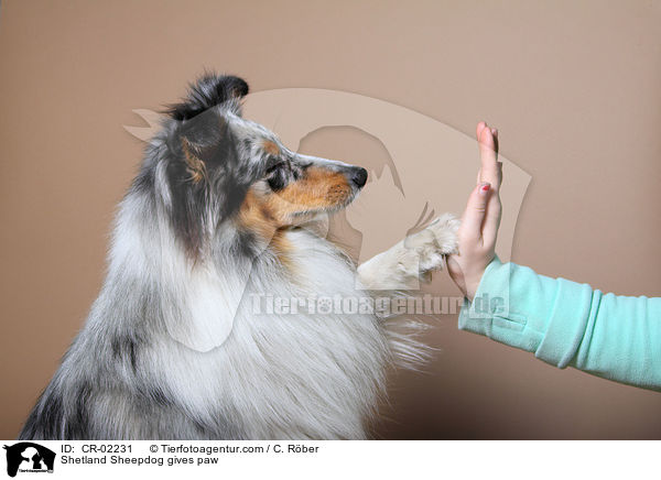 Sheltie gibt Pftchen / Shetland Sheepdog gives paw / CR-02231