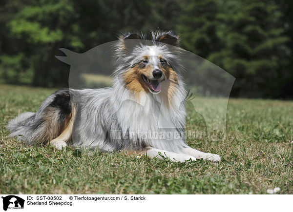 Sheltie / Shetland Sheepdog / SST-08502