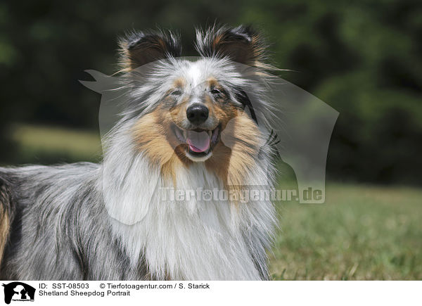 Sheltie Portrait / Shetland Sheepdog Portrait / SST-08503