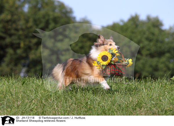 Sheltie apportiert Blumen / Shetland Sheepdog retrieves flowers / JH-13118