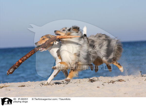 spielende Hunde / playing dogs / IF-08351