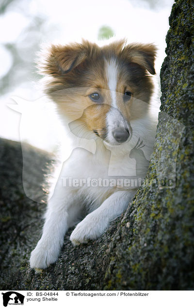 junger Sheltie / young Sheltie / BS-04844