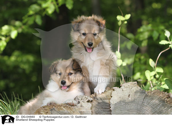 Sheltie Welpen / Shetland Sheepdog Puppies / DG-04660