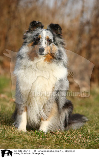 sitzender Sheltie / sitting Shetland Sheepdog / DG-06215