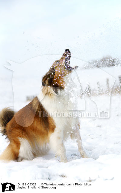 spielender Sheltie / playing Shetland Sheepdog / BS-05322