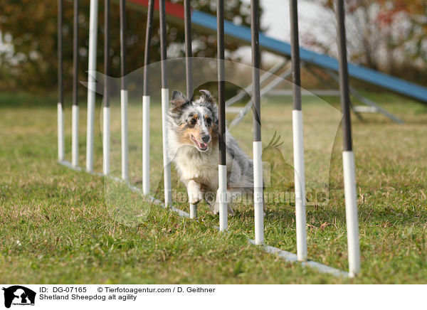 Sheltie beim Agility / Shetland Sheepdog alt agility / DG-07165