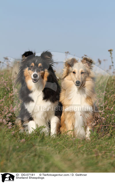 Shelties / Shetland Sheepdogs / DG-07181