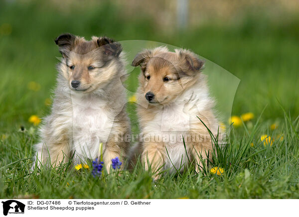 Sheltie Welpen / Shetland Sheepdog puppies / DG-07486