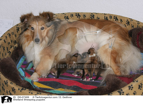 Sheltie Welpen / Shetland Sheepdog puppies / DG-07489