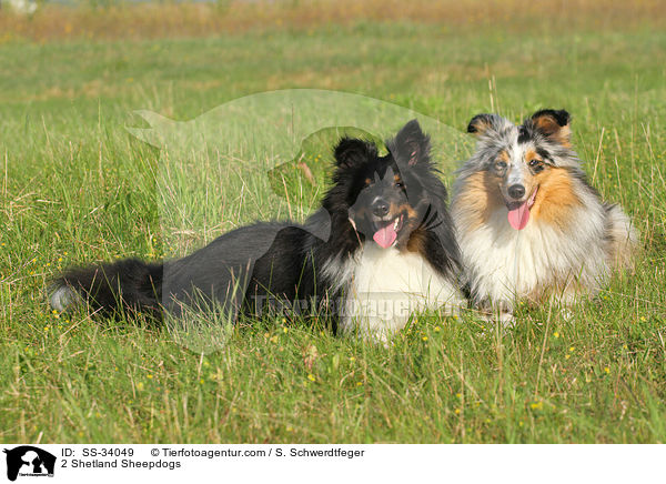 2 Shelties / 2 Shetland Sheepdogs / SS-34049