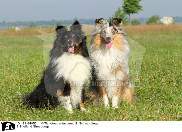 2 Shelties / 2 Shetland Sheepdogs / SS-34052