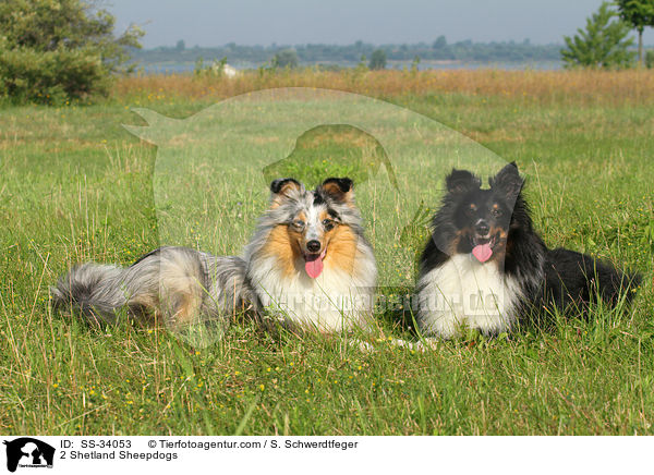 2 Shelties / 2 Shetland Sheepdogs / SS-34053