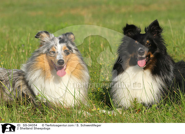 2 Shelties / 2 Shetland Sheepdogs / SS-34054