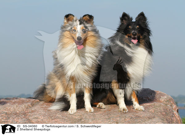 2 Shelties / 2 Shetland Sheepdogs / SS-34060