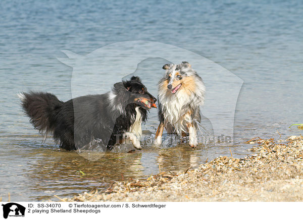 2 spielende Shelties / 2 playing Shetland Sheepdogs / SS-34070