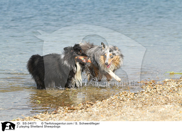 2 spielende Shelties / 2 playing Shetland Sheepdogs / SS-34071