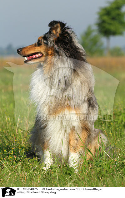 sitzender Sheltie / sitting Shetland Sheepdog / SS-34075