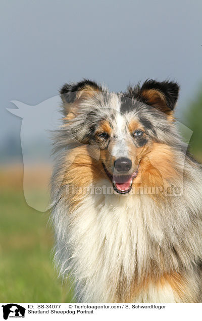 Sheltie Portrait / Shetland Sheepdog Portrait / SS-34077