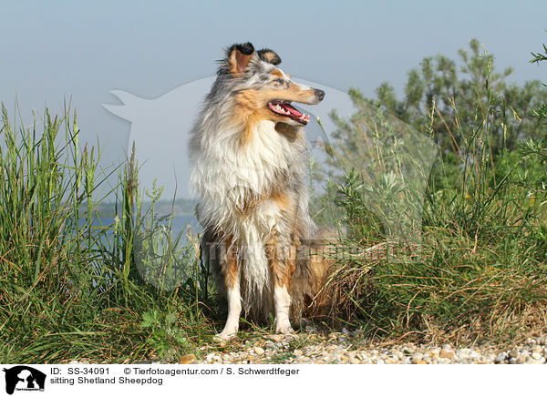 sitzender Sheltie / sitting Shetland Sheepdog / SS-34091